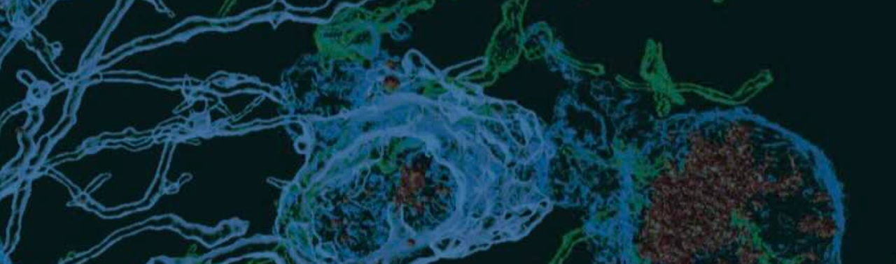 glial cells and neurons